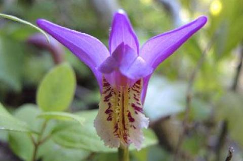 Among the South Fork’s very rare orchids is the dragon’s-mouth orchid, Arethusa bulbosa, which grows in the peaty top of Montauk’s ocean bluffs.