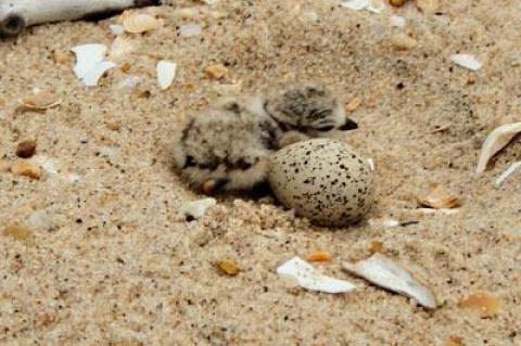 Strictly for the birds:  A piping plover chick huddles near an unhatched egg.