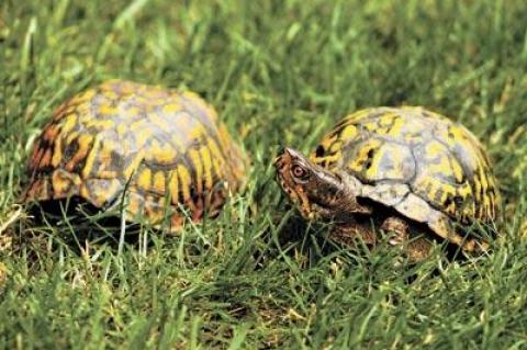 A male eastern box turtle turned a wary eye on the camera. The mating season for box turtles is from late spring through as late as October. Females have yellow eyes.