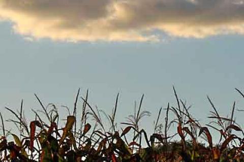 The corn is high, and it is time to start thinking about how to serve those sweet kernels of summer’s bounty.