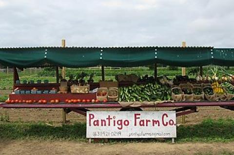 Produce at Pantigo Farm Co., which has recently relocated to Sagaponack and will be open for the rest of the summer.