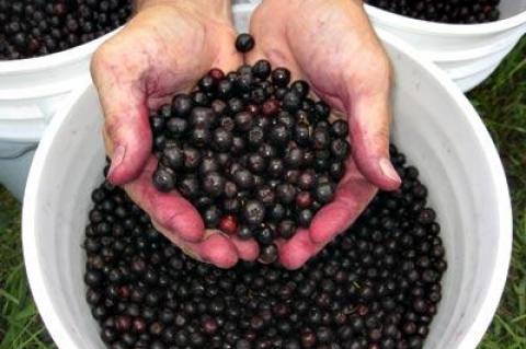 Aronia berries, described as a new “super food.”