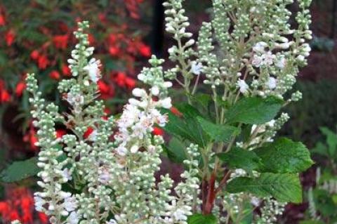 Clethra Anne Bidwell’s upright, densely clustered spikes of flowers can resemble an old lace pattern.