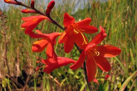 Crocosmia Distant Planet mixes well with other late-summer bloomers.