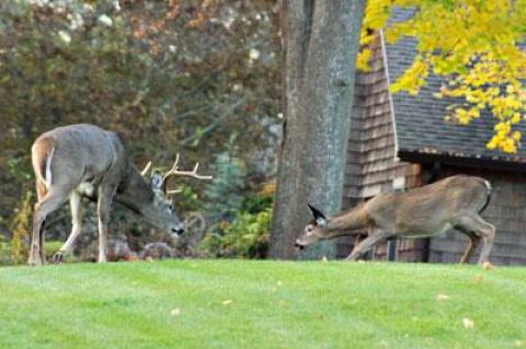 The Village of East Hampton has hired White Buffalo Inc. to conduct a spaying program this winter with money augmented by the Village Preservation Society of East Hampton.