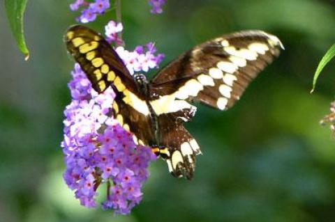 The giant swallowtail butterfly, common in some parts of North America, is not often seen here.