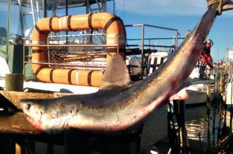 Capt. Burt Prince and his mate, Gary Starkweather, caught a porbeagle shark, said to be as tasty as a mako, while fishing off Montauk.