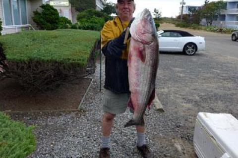 Bob Howard reeled in a 46-inch striped bass weighing 39 pounds early Tuesday, putting him in first place in the Montauk SurfMasters tournament’s wader division.