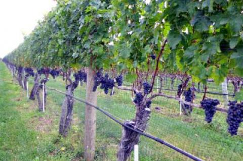 Merlot grapes at the Wolffer Estate Vineyard in Sagaponack last Thursday are likely to be off the vine by now, as the East End wineries complete their 2014 harvest. Once picked, workers hand-sorted these cabernet sauvignon grapes (below), removing stems and bad berries before they went into the press.