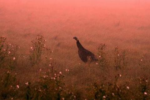 A wild turkey at dawn near Lily Pond Lane in East Hampton. Turkeys, reintroduced to East Hampton Town in the 1990s, can now be found in abundance from Montauk to Wainscott and beyond.