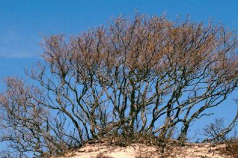 Windblown shadbush dot the dune plain between Montauk Highway and Cranberry Hole Road on Napeague, an expanse rich in interesting flora, fauna, and topographic features.