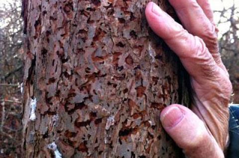 Southern pine beetles attack a tree by boring holes around its circumference, prohibiting the flow of nutrients, food, and water up and down the tree’s trunk.