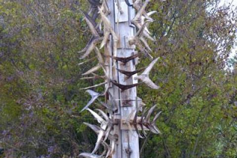 Call them trophies, but the fins and tails preserved on dock piles or shrunken and warped by the sun are more like totems to beloved species.