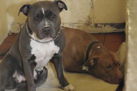 Two pit bulls, Marley, left, and Max, will likely be euthanized once a quarantine period ends after they attacked James Dunlop as he walked down Todd Drive in East Hampton on New Year’s Day.