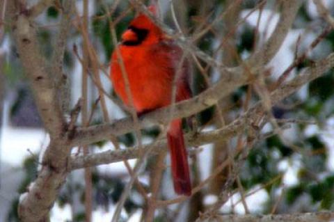 On the Galapagos, one species of finch evolved into several. Some have thick beaks for crunching, like one of our local finches, the cardinal. 	  Durell Godfrey