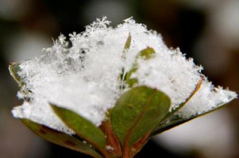 It may not actually be true that no two snowflakes are alike, but their varieties are dizzying.