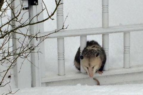 A volunteer with the Evelyn Alexander Wildlife Rescue Center in Hampton Bays saved an opossum trapped between to gate spindles on Friday.