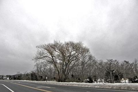 On Monday, a willow alongside Long Beach Road in Noyac, was already yellowing up, anticipating spring and flowering time.