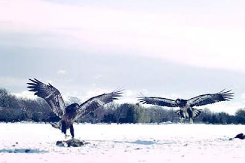 Two immature bald eagles approached a meal of carrion in a snow-covered Bridgehampton field.