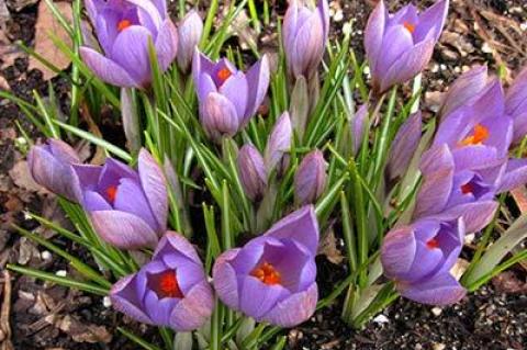 Crocuses need only a little sun after the snow melts to encourage their full bloom.