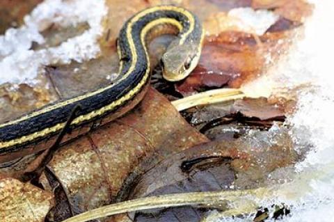 An eastern ribbon snake, fresh from its winter sleep, was spotted in Montauk Sunday, another sign that spring is finally here.