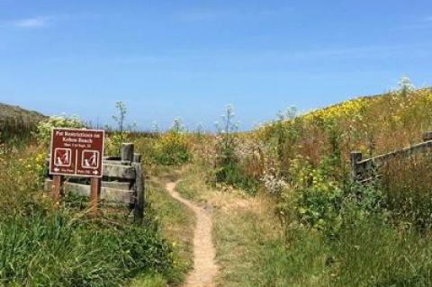 Wildflowers at Point Reyes National Seashore in California