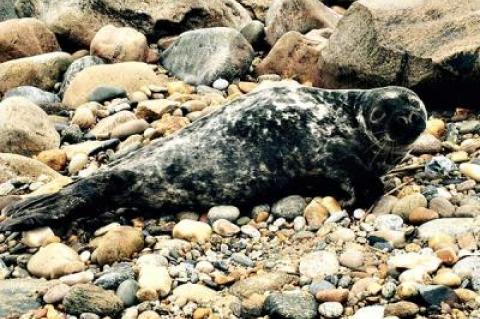 A gray seal blocked the path of a Star columnist on his way to a favorite Montauk cove on Friday.