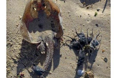 A drying skate and its egg cases, known as mermaid purses, on the beach in Montauk this week.