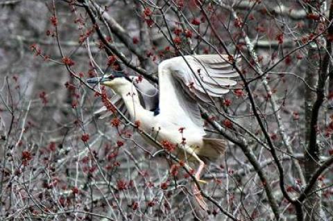 Black-crowned night herons, like this one near Sagg Pond in Sagaponack, and other fish-eating water birds have returned to their familiar haunts.