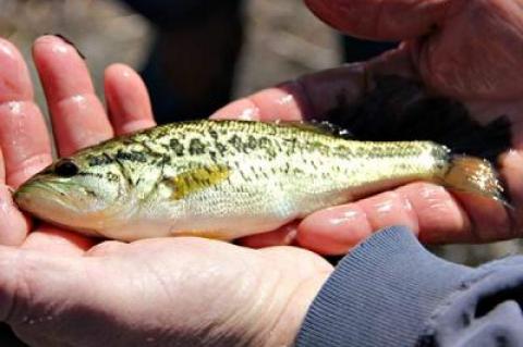 A local resident captured and released during a survey of Big Reed Pond in Montauk