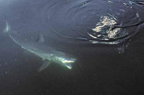 Is it safe to go in the water? The travels of more than 100 tagged sharks, including some captured off Montauk last year, are being tracked online at OCEARCH.org.