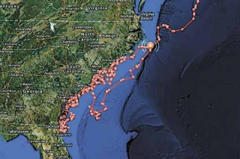 The OCEARCH website has been tracking 150 sharks outfitted with satellite tags. Their migrations have both fascinated and inspired fear in those who visit the site.