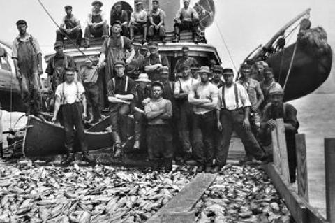 A haul of bunker brought into the Promised Land dock aboard the steamer Amagansett in the heyday of the menhaden fishery