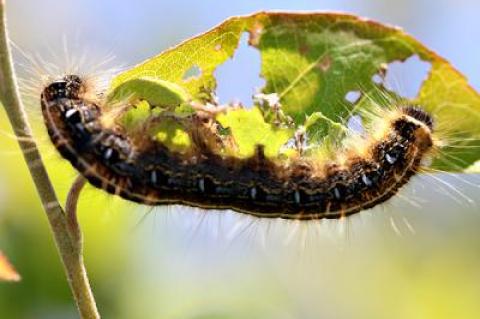 A mature tent caterpillar munched on a shad leaf in Montauk on Sunday.