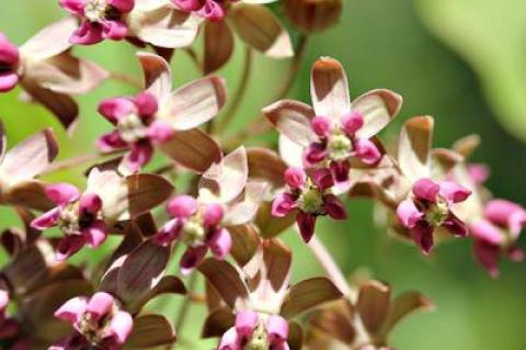 Milkweed flowers were in abundance in the Long Pond Greenbelt Monday along with cowwheats, wood sorrels, whorled loosestrife, Canada and bushy frostweeds, wintergreen, and dogbane.