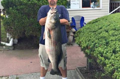 In the Montauk SurfMasters Spring Shootout tournament that ends on July 4, Gary Krist remains in first place with a 42.08-pound striper.