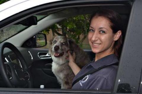 Christie Fanti, who, along with Heather Miller makes up the human half of the East Hampton Department of Animal Control, was seen with her canine partner, Tiki, an Australian Shepard.