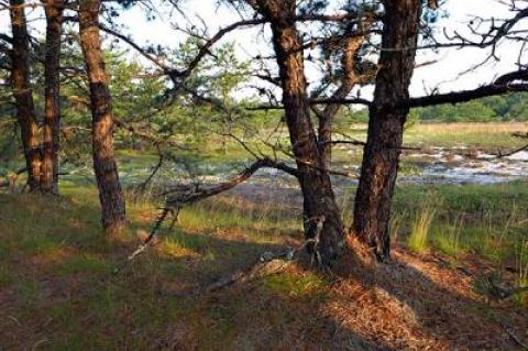 Over the last two centuries pitch pines have marched out onto Napeague from the rest of Amagansett.