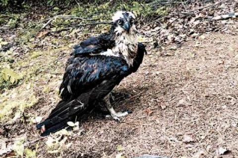 Angela Ortenzio spotted this osprey in the pond in her backyard off Northwest Creek. It was struggling to free itself from a water-filled plastic bag that had snared its leg. Her husband cut away the bag, and the stunned bird flew off.