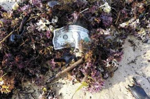 Money washes out of swimmers’ pockets, mixes with seaweed, and ends up carried close to shore by the prevailing southwest winds, where it often ends up again in someone’s pocket.