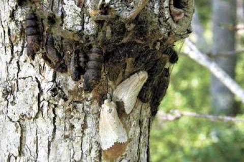 Two female gypsy moths about to lay their eggs on a tree off Route 114 between East Hampton and Sag Harbor last week could indicate a bad year for East Hampton’s trees in 2016.