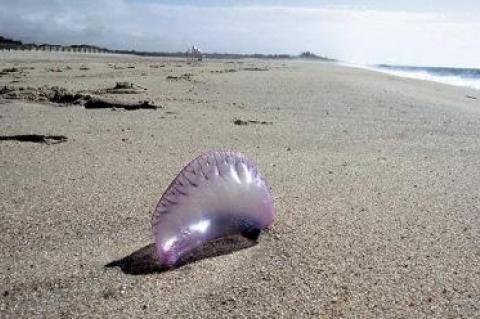 Portuguese men-of-war have been spotted on the South Fork, including Georgica Beach in East Hampton Village on Tuesday morning.