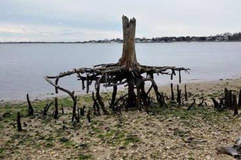 Once this cedar tree on Weesuck Creek in East Quogue was on dry land, now it stands as a stark reminder of the combined effects of rising sea levels and coastal erosion.