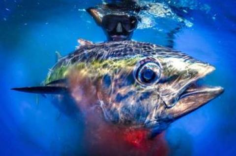 Spearfishing in the Canyons offshore from Montauk, David Dynof bagged an aptly named bigeye tuna.