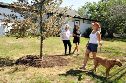 Phyllis Kriegel, left, who underwrote a landscaping project around Ashawagh Hall in Springs, surveyed a tricolor beech tree that was planted with Marybeth Lee, center, who designed and did the plantings, and Loring Bolger, right, of the Springs Improvement Society, with her dog Jessie.