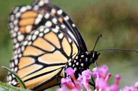 Monarch sightings are on the increase as summer moves into its final weeks.