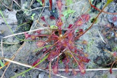 Drosera intermedia, the spatulate-leaved sundew, is one of three species of insectivorous sundews that can be found on the South Fork.