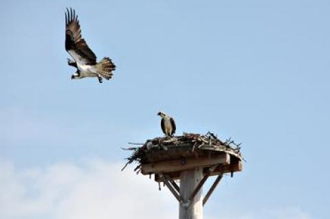 Ospreys will use the same nest throughout their lives.