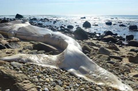 A dead humpback whale that washed ashore at Ditch Plain looked almost ethereal in the afternoon light.