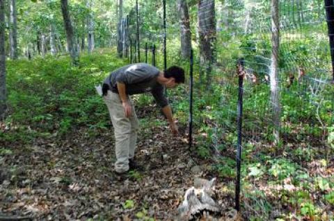 Andy Gaites, from East Hampton Town’s land department, pointed out the difference between growth on one side of a fence, where deer are kept out, and another, where they have foraged heavily.